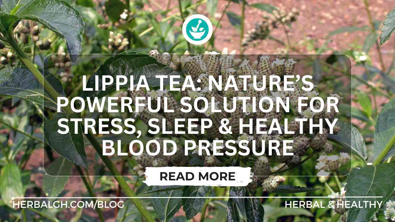 Lippia Tea: Nature’s Powerful Solution for Stress, Sleep & Healthy Blood Pressure